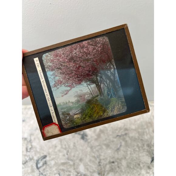 Antique Magic Glass Lantern Slide Cherry Blossoms at the Cliff of Kamony JL - Picture 1 of 4